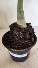 Planta Simples 3338 – 35cm – 03 anos - Imagem 7