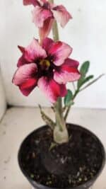 Planta Simples 3339 – 30cm – 02 anos - Imagem 4