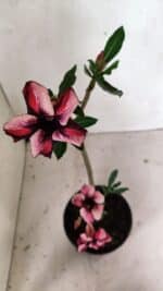 Planta Simples 3339 – 30cm – 02 anos - Imagem 5