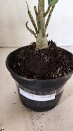 Planta Simples 3339 – 30cm – 02 anos - Imagem 7