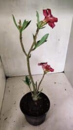 Planta Simples 3339 – 30cm – 02 anos - Imagem 6