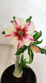 Planta Simples 3340 – 25cm – 01 ano - Imagem 3