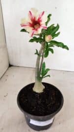 Planta Simples 3340 – 25cm – 01 ano - Imagem 9