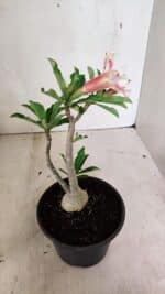 Planta Simples 3340 – 25cm – 01 ano - Imagem 6