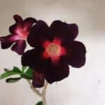 Planta Simples 3342 – 35cm – 03 anos