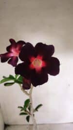 Planta Simples 3342 – 35cm – 03 anos