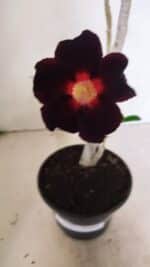 Planta Simples 3342 – 35cm – 03 anos - Imagem 4