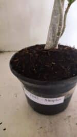 Planta Simples 3342 – 35cm – 03 anos - Imagem 5