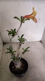 Planta Simples 3343 – 35cm – 03 anos - Imagem 5