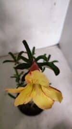 Planta Simples 3343 – 35cm – 03 anos - Imagem 4