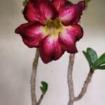 Planta Simples 3344 – 35cm – 03 anos