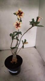 Planta Simples 3345 – 35cm – 03 anos - Imagem 2