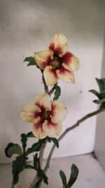 Planta Simples 3345 – 35cm – 03 anos