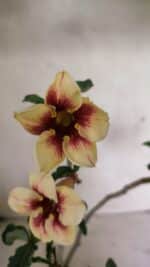 Planta Simples 3345 – 35cm – 03 anos - Imagem 3