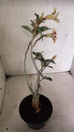 Planta Simples 3345 – 35cm – 03 anos - Imagem 7