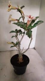 Planta Simples 3345 – 35cm – 03 anos - Imagem 6
