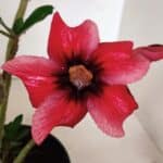 Planta Simples 3346 – 30cm – 02 anos