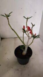 Planta Simples 3346 – 30cm – 02 anos - Imagem 5