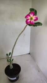 Planta Simples 3347 – 30cm – 02 anos - Imagem 2