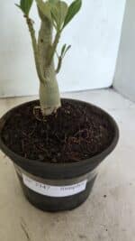 Planta Simples 3347 – 30cm – 02 anos - Imagem 6