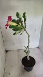 Planta Simples 3347 – 30cm – 02 anos - Imagem 5