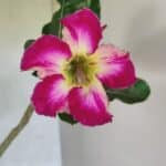 Planta Simples 3347 – 30cm – 02 anos