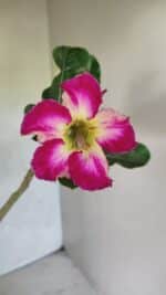 Planta Simples 3347 – 30cm – 02 anos