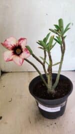 Planta Simples 3349 – 25cm – 01 ano