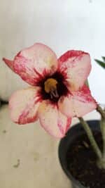 Planta Simples 3349 – 25cm – 01 ano - Imagem 3