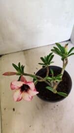 Planta Simples 3349 – 25cm – 01 ano - Imagem 4