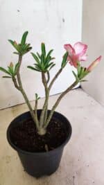 Planta Simples 3349 – 25cm – 01 ano - Imagem 5