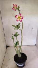 Planta Simples 3350 – 35cm – 03 anos - Imagem 2