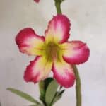 Planta Simples 3350 – 35cm – 03 anos