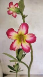 Planta Simples 3350 – 35cm – 03 anos