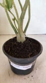 Planta Simples 3350 – 35cm – 03 anos - Imagem 6