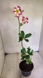 Planta Simples 3350 – 35cm – 03 anos - Imagem 5