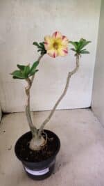 Planta Simples 3351 – 35cm – 03 anos - Imagem 2