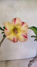 Planta Simples 3351 – 35cm – 03 anos