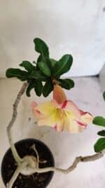 Planta Simples 3351 – 35cm – 03 anos - Imagem 4