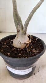 Planta Simples 3351 – 35cm – 03 anos - Imagem 7