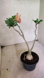 Planta Simples 3351 – 35cm – 03 anos - Imagem 6