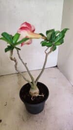 Planta Simples 3351 – 35cm – 03 anos - Imagem 5