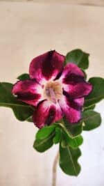 Planta Simples 3352 – 35cm – 03 anos