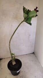 Planta Simples 3352 – 35cm – 03 anos - Imagem 5