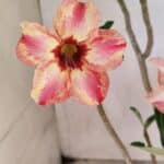 Planta Simples 3353 – 35cm – 03 anos