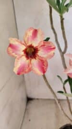 Planta Simples 3353 – 35cm – 03 anos