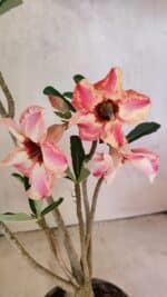 Planta Simples 3353 – 35cm – 03 anos - Imagem 4