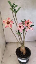 Planta Simples 3353 – 35cm – 03 anos - Imagem 2