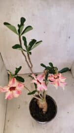 Planta Simples 3353 – 35cm – 03 anos - Imagem 6