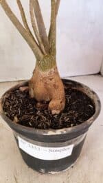 Planta Simples 3353 – 35cm – 03 anos - Imagem 5